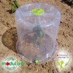 Pflanzglocke Ø 35 x H 30 cm inkl. 2 Heringe – Bild 2