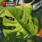 Kunstpflanze Monstera 135 cm – Bild 2