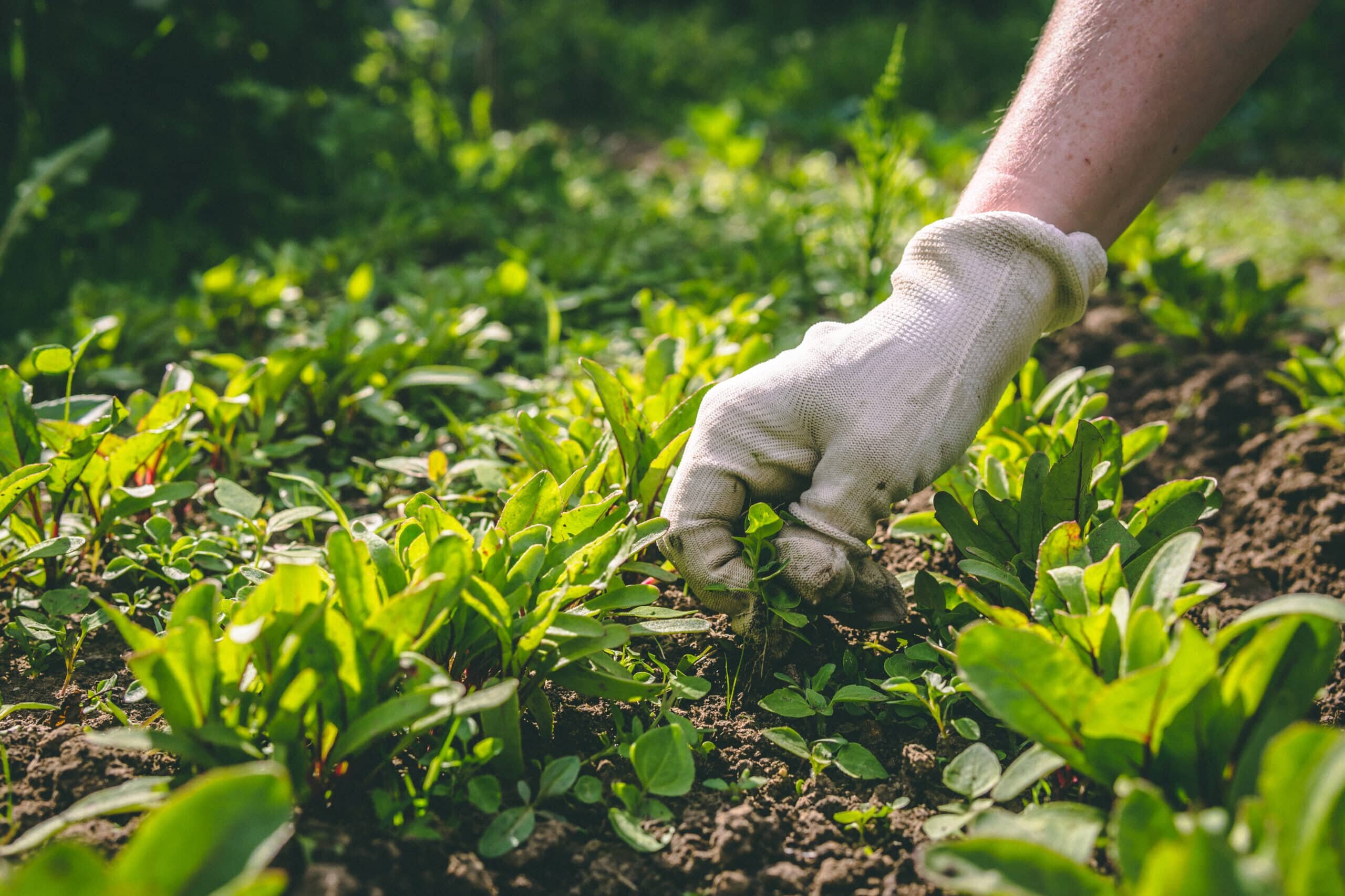 Eine Hand in einem Garten