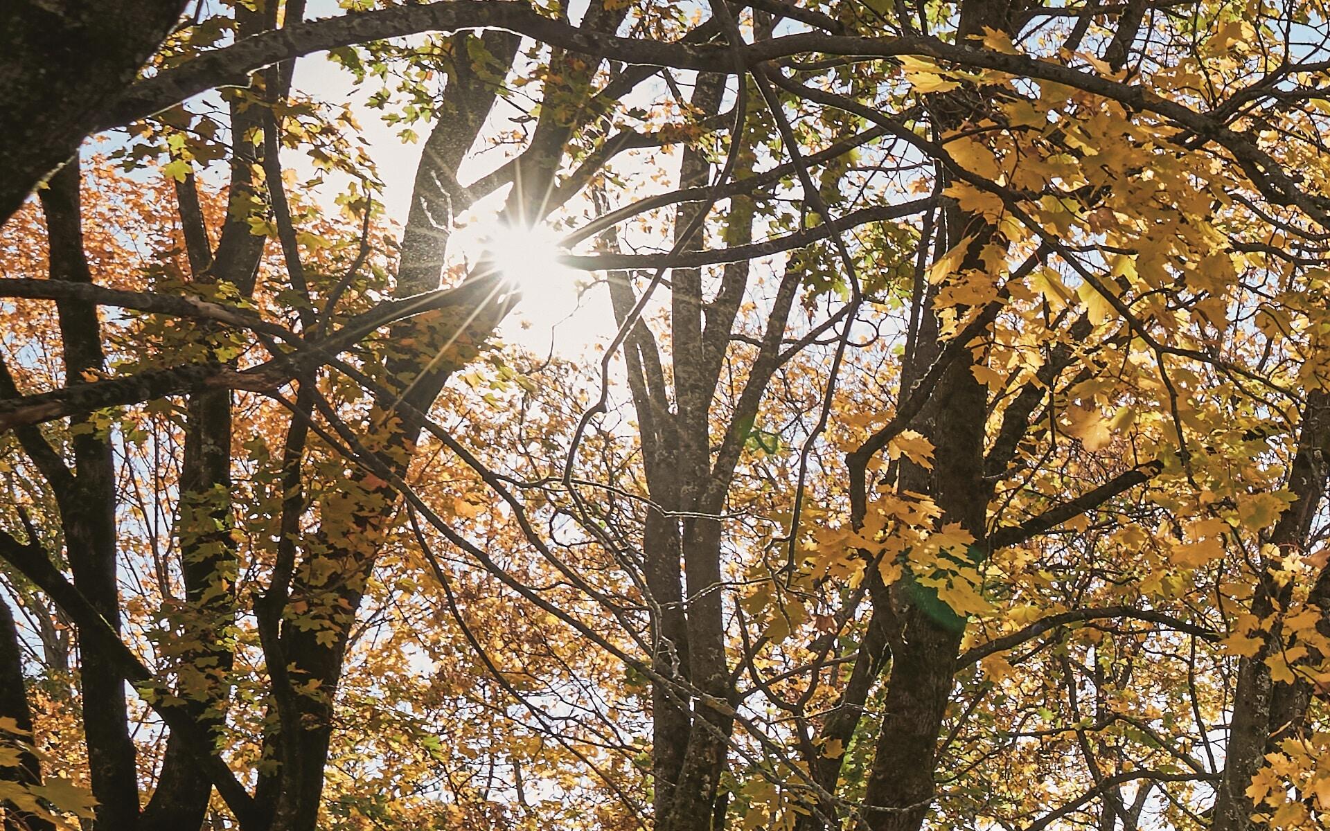 Laubwald im Herbst