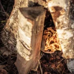 Petromax Feuerkit – Bild 2