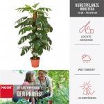 Kunstpflanze Monstera 135 cm – Bild 3