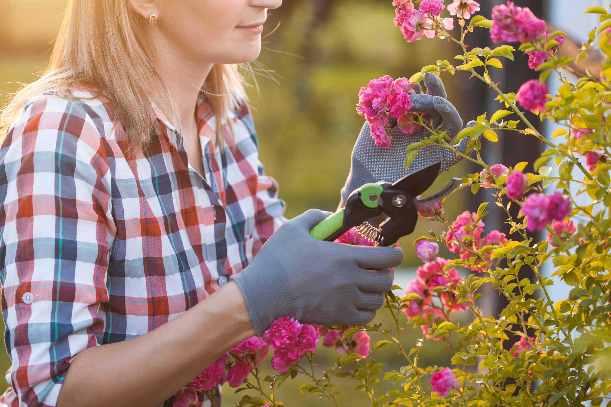 Frau entfernt Deadheading mit Gartenschere