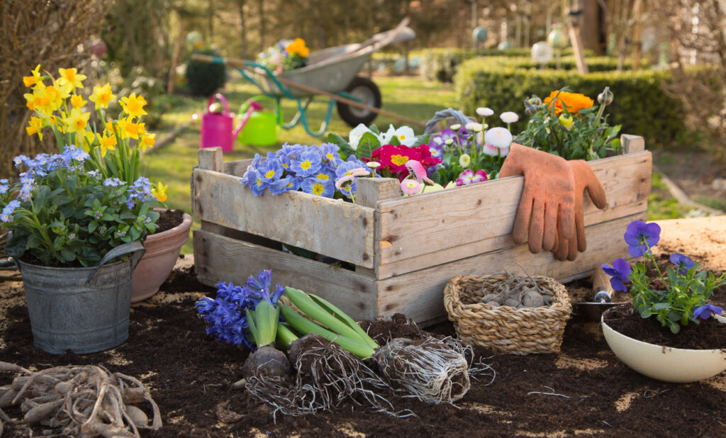 Gartenbild, Blühten, früher Garten