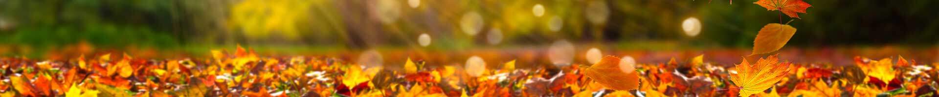 Herbst, Laub, Header mein Konto