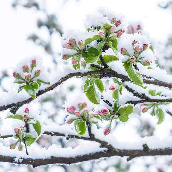 Pflanzen im April, Schnee