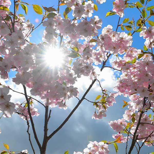 Sonnenschein durch Blüte